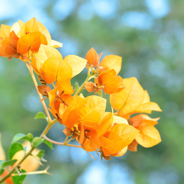 Bougainvillea Variegated Orange Flowering Plant