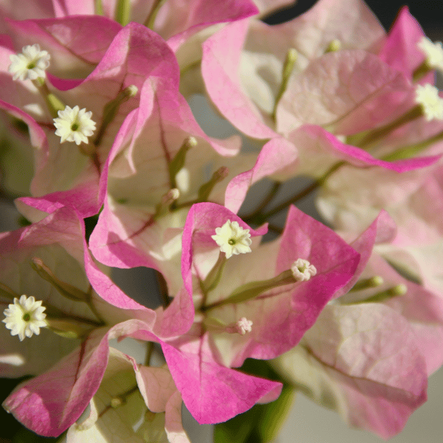 Bougainvillea Variegated Light Pink Flowering Plant