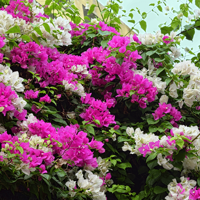 Bougainvillea Variegated White Pink Flowering Plant