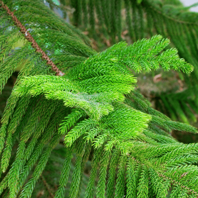 Araucaria Green Plant / Christmas Tree / Kuki Pine Plant