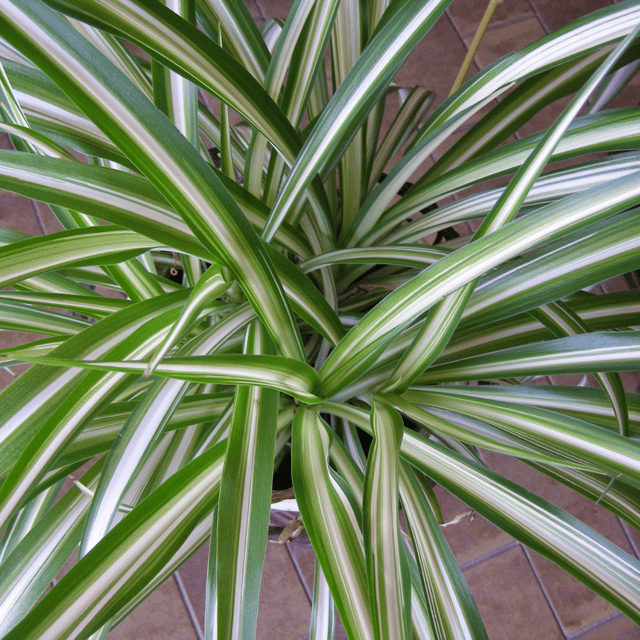 Spider Plant (Chlorophytum comosum)