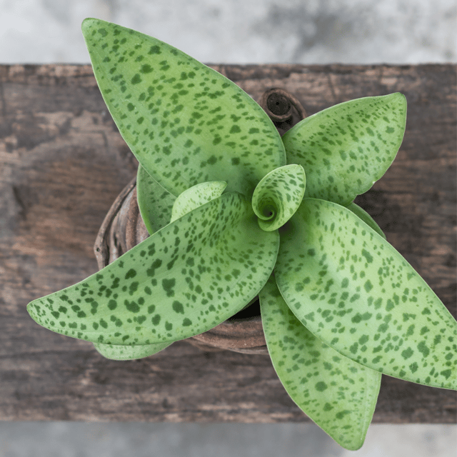Drimiopsis Plant (Leopard Lily)