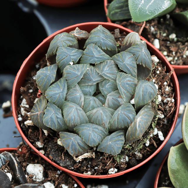 Haworthia Emelyae Succulent Plants