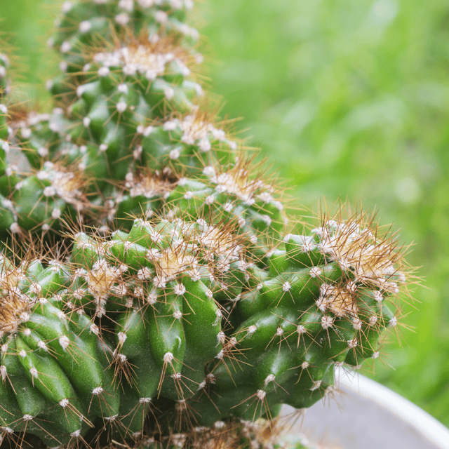 Brawn Cactus Live Plant / Cereus Peruvianus Monstruosus Oscuros Cacti