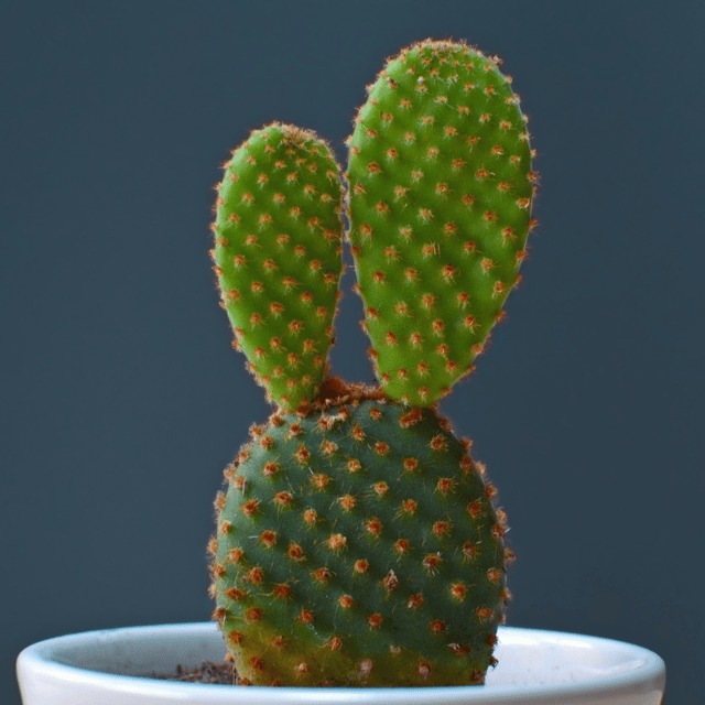 Bunny Ear Cactus (Opuntia Microdasys)