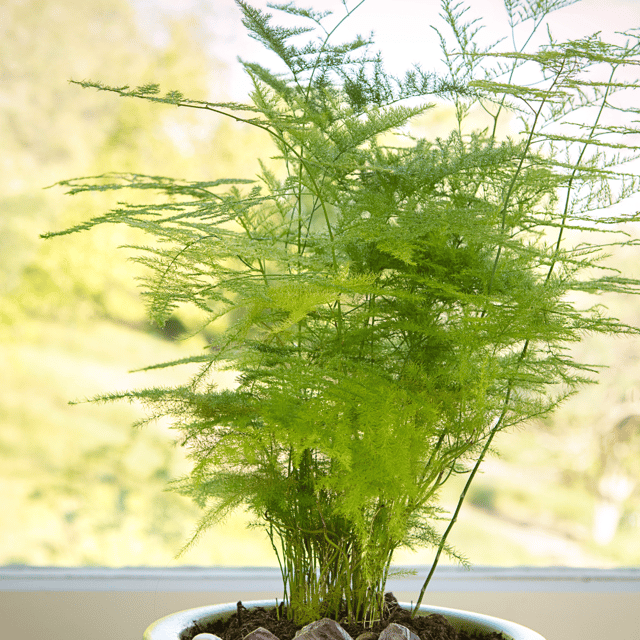 Common Asparagus Fern Houseplant (Asparagus Setaceus)