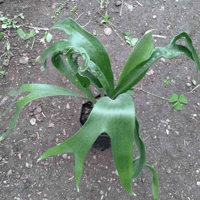 Staghorn Fern / Elkhorn fern (Platycerium Bifurcatum)