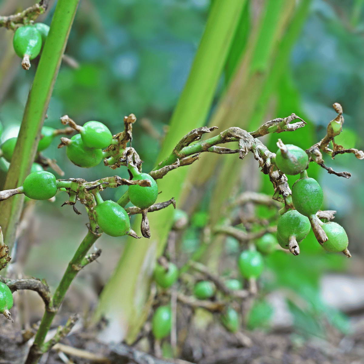 Elaichi Plant (True cardamom)