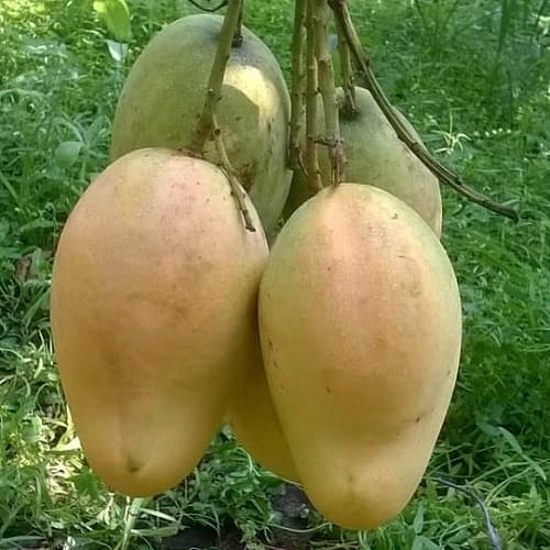 Bari-11 Variety Mango Fruit Tree & Plant (Grafted)