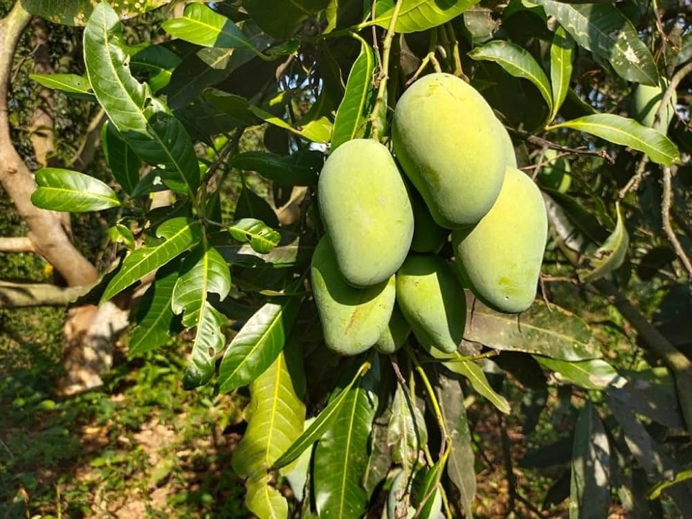 Aamrapali Mango live Fruit Plant & Tree (Grafted)