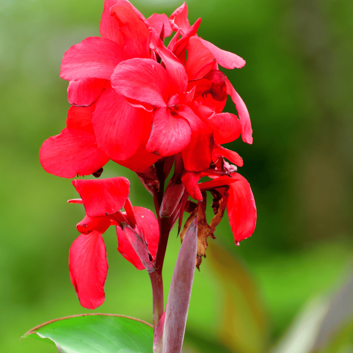 Canna Lily Live Flower Plant