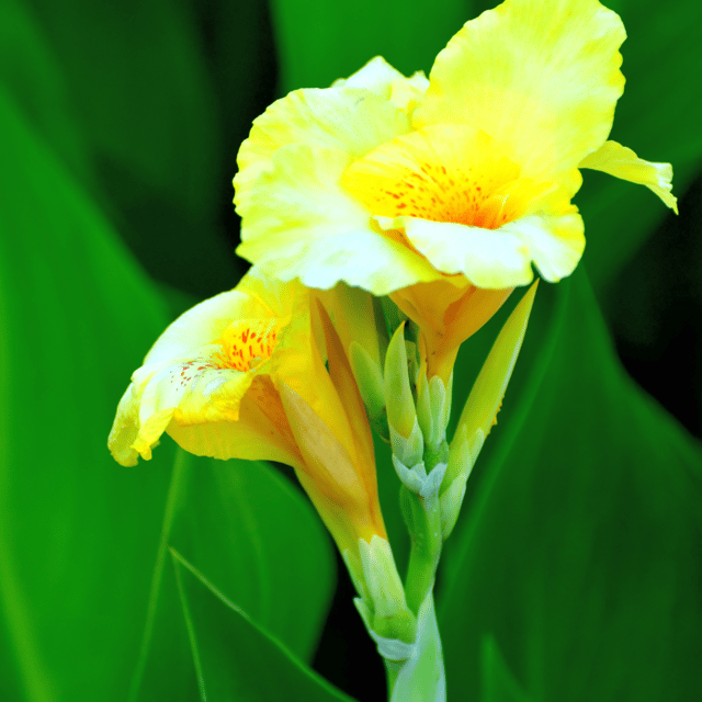 Yellow Canna Lily Live Flower Plant