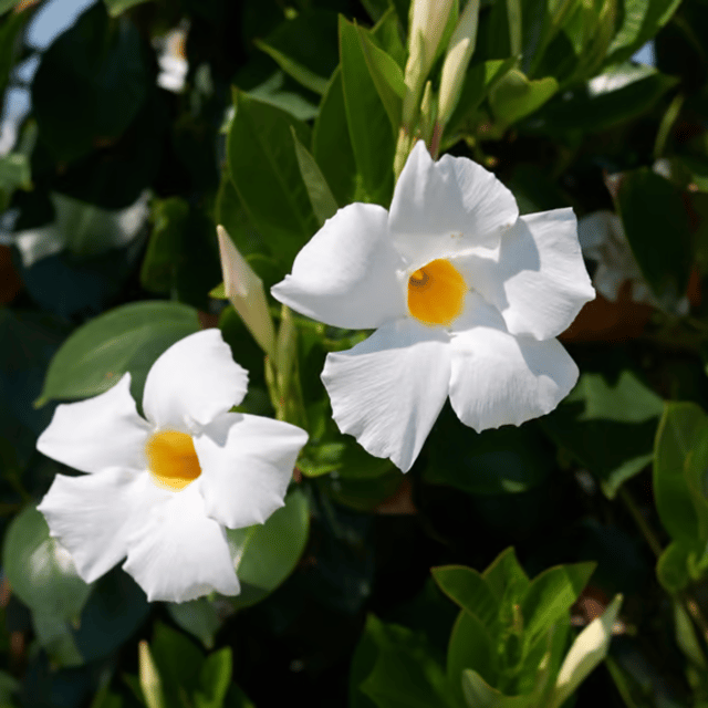 White Tecoma Vine Flower Plant