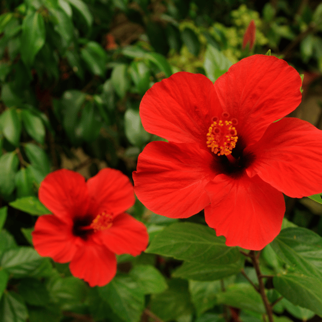 Hibiscus Flower Plant (Red)