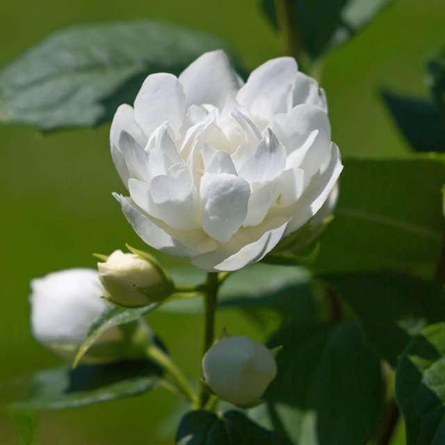 Double Chandni/Jasmine/ Tagar Flower Plant