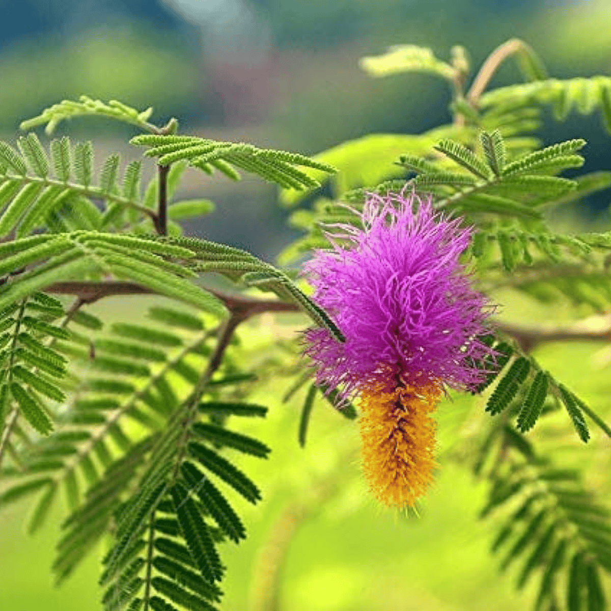 Shami / Prosopis Cineraria Holy Flower live plant