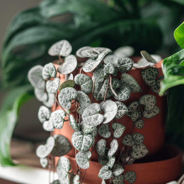 String Of Heart Succulent Plant