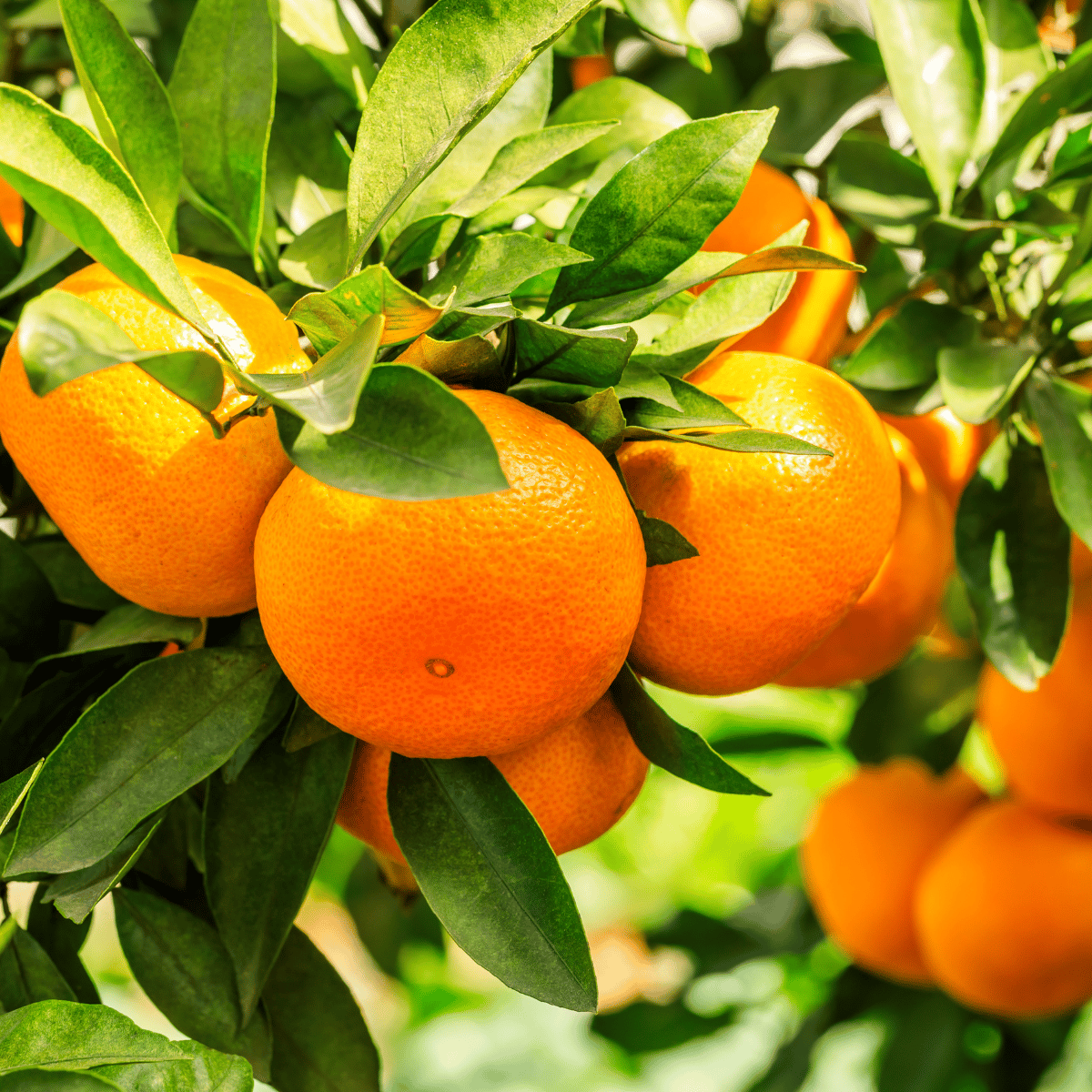 Darjeeling orange fruit plant & Tree(Grafted)