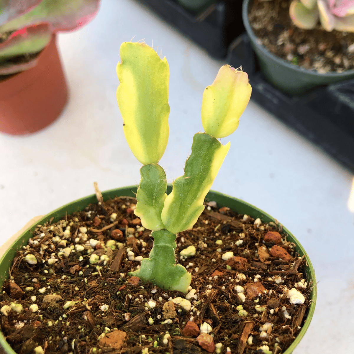 Variegated Christmas Cactus Flower Live Plant  (Bare Rooted)