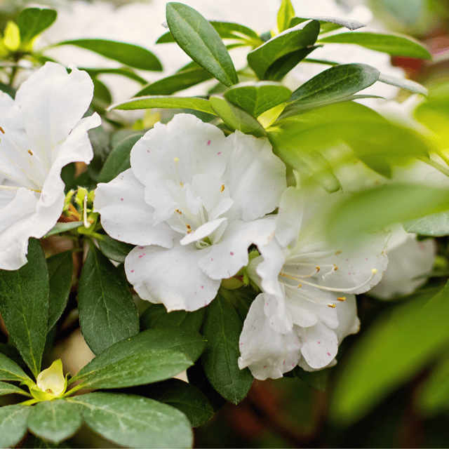 White Azalea Flower Plant  (Bare Rooted)