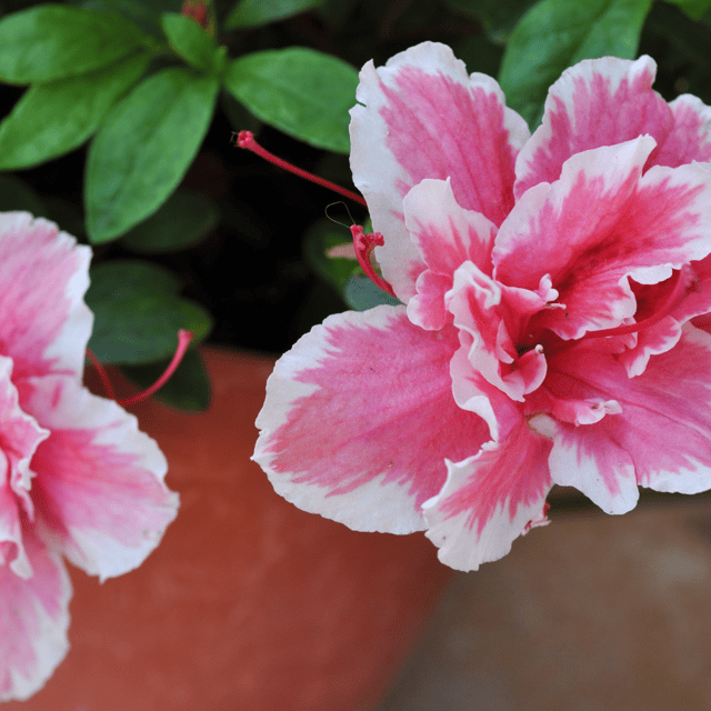 Azalea Flower(double colour) Plant
