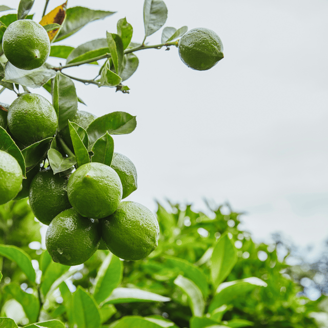 All Time Pakistani Lime / Lemon Fruit Plant & Tree (Grafted)