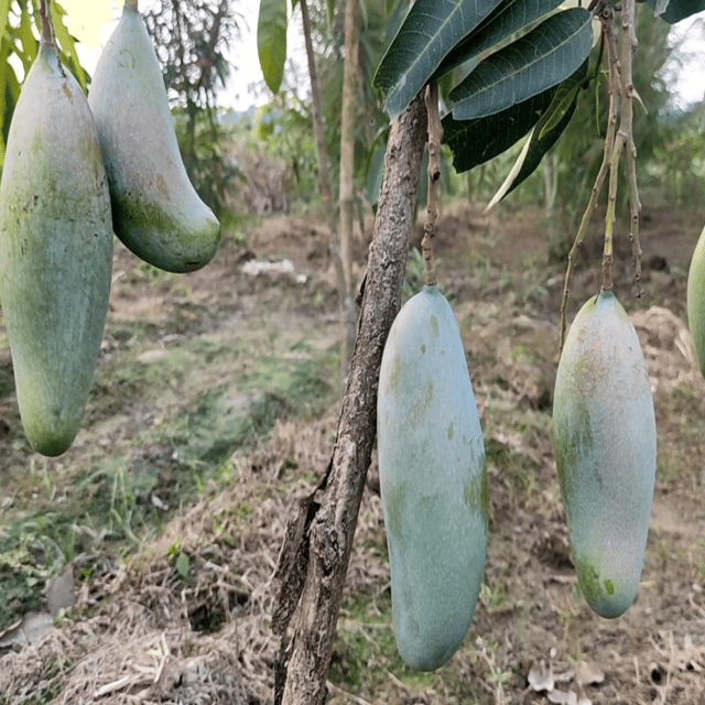 Three Test (3 Test) Mango Fruit Plant