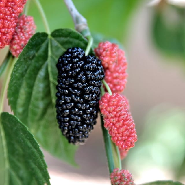Short Mulberry Plant (Shahtoot)
