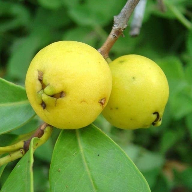 Yellow Strawberry Guava Palnt (Psidium Cattleianum)