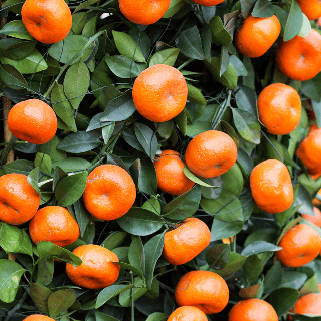 Chinese Sweet Orange Plant