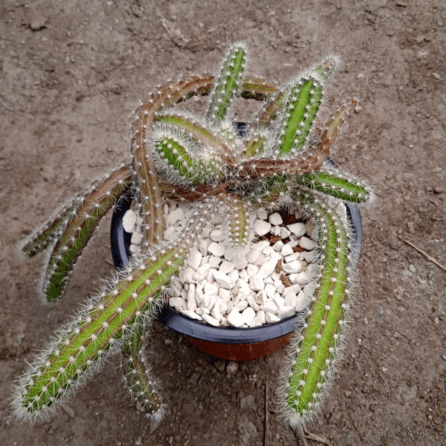 Dog Tail Cactus