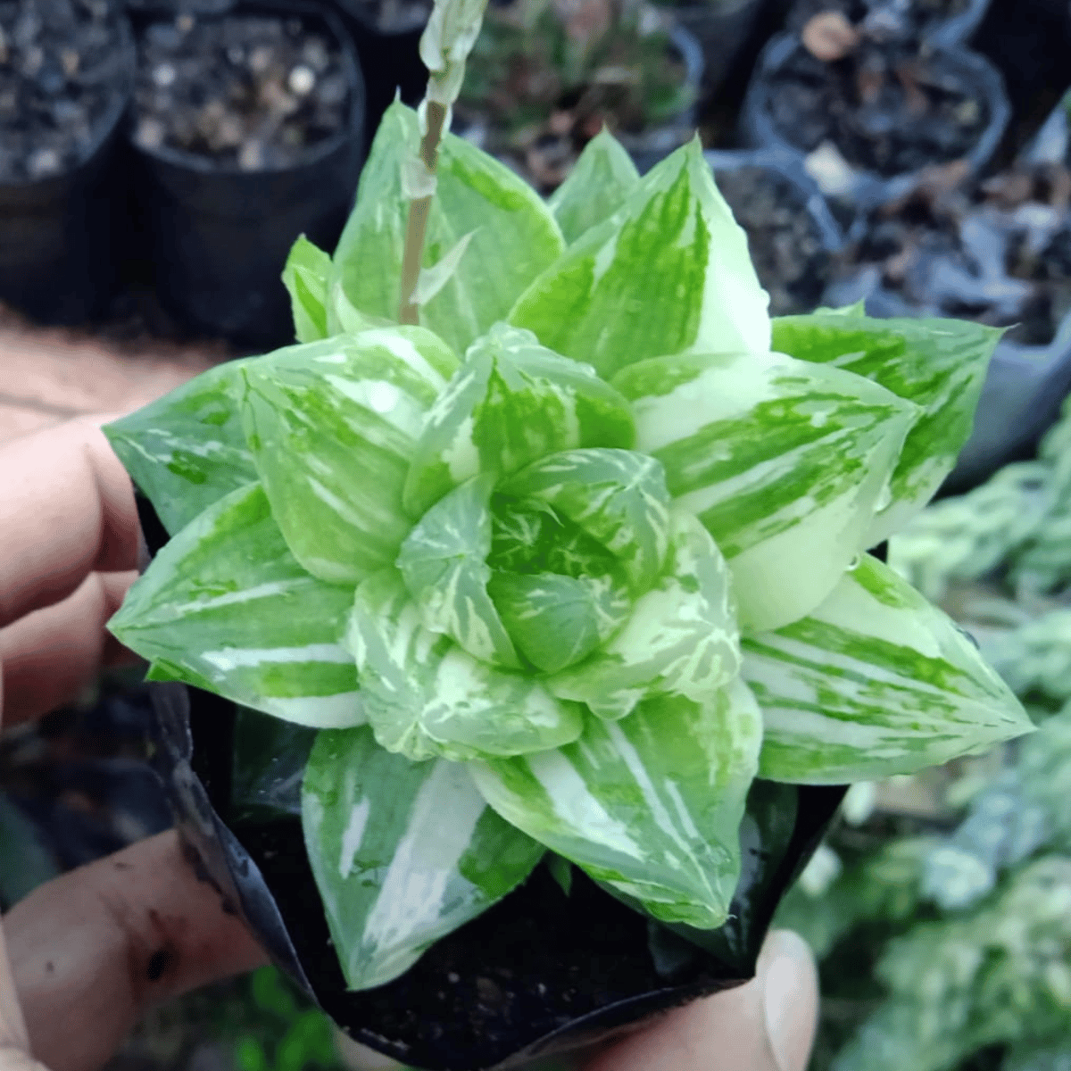 Variegated Haworthia Succulent Plant