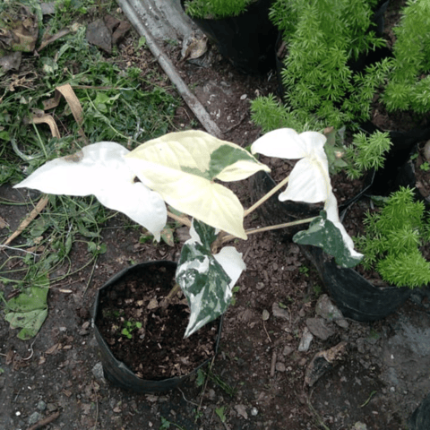 Syngonium albo, rooted cheapest So beautiful plant