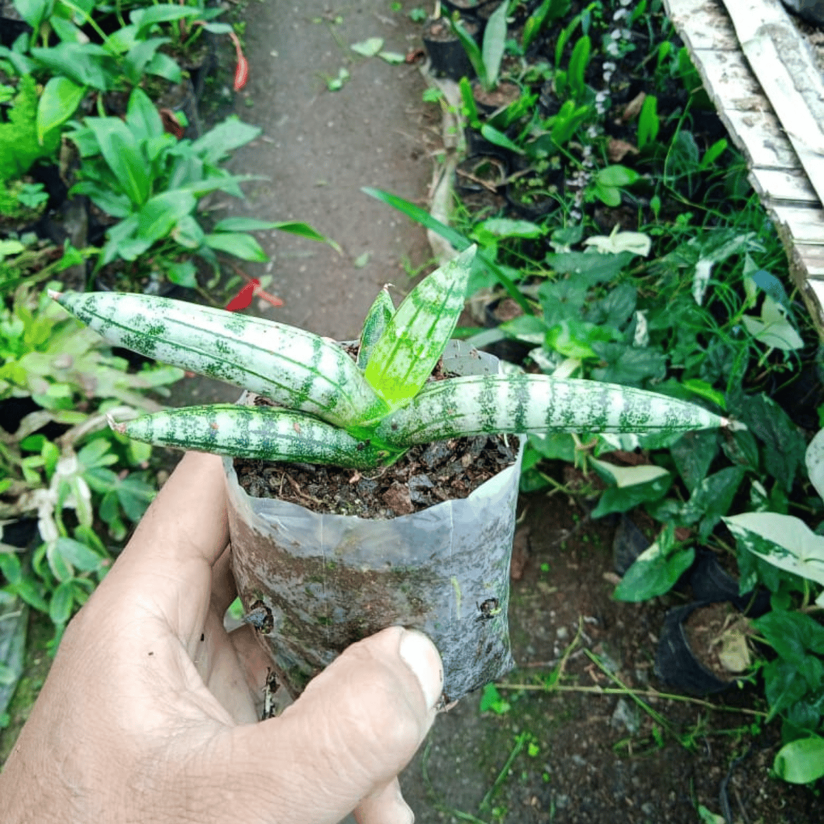 Rhino Horn Sansevieria Cylindrica Succulent Plant (Bare Rooted)