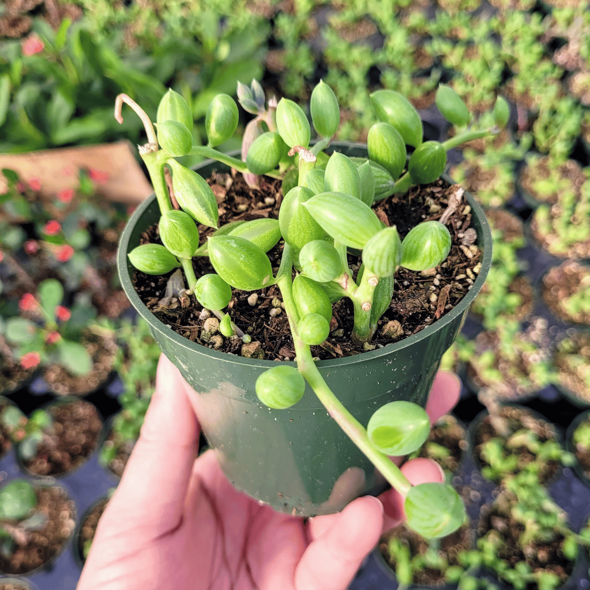 String of Watermelon - Senecio Herreianus Live Plant  (Pot Not Included)