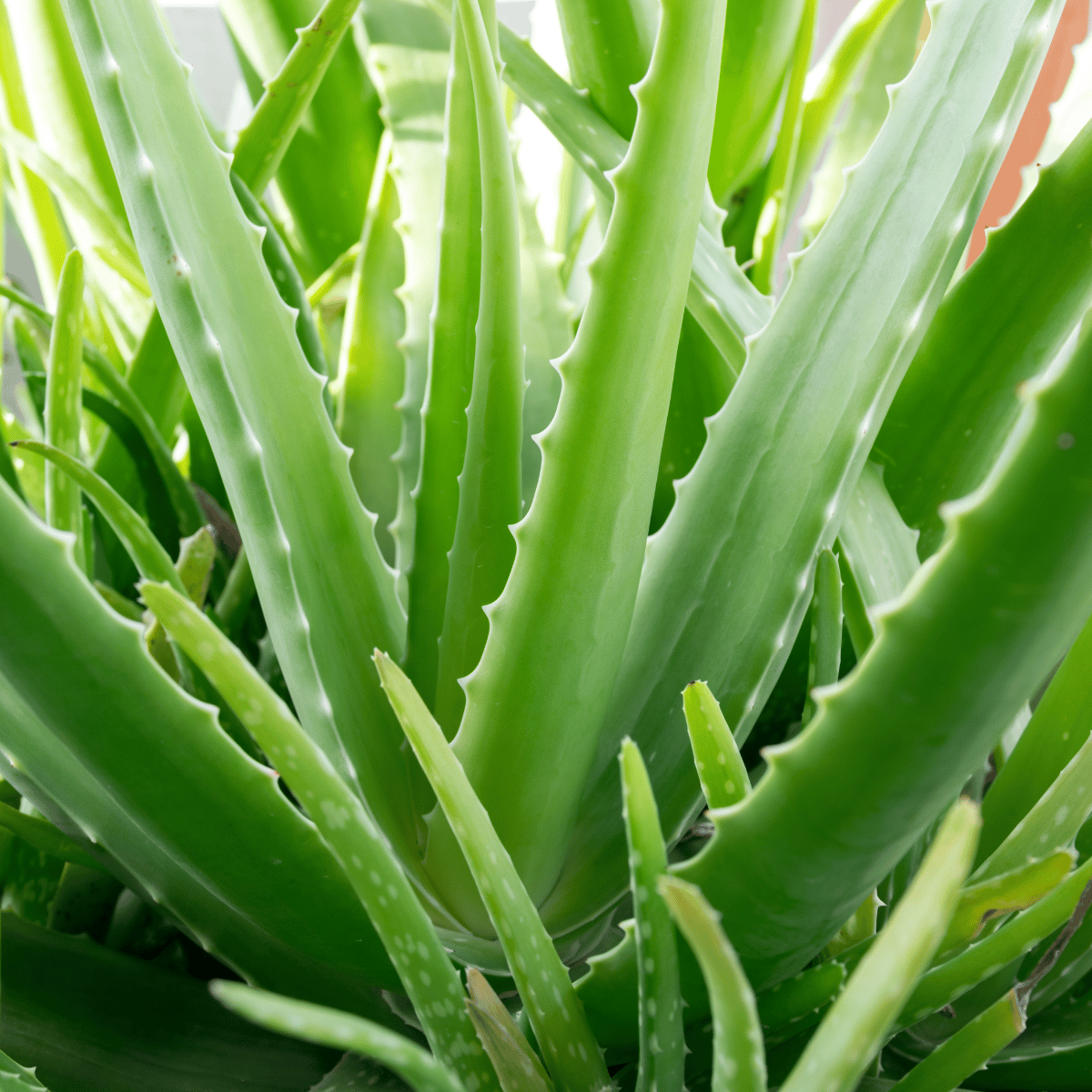 Aloe Vera Medicinal Plant(Bare Rooted)