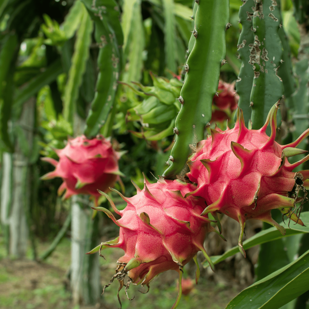 Dragon Fruit Plant (White-fleshed pitahaya) - (Bare Rooted)