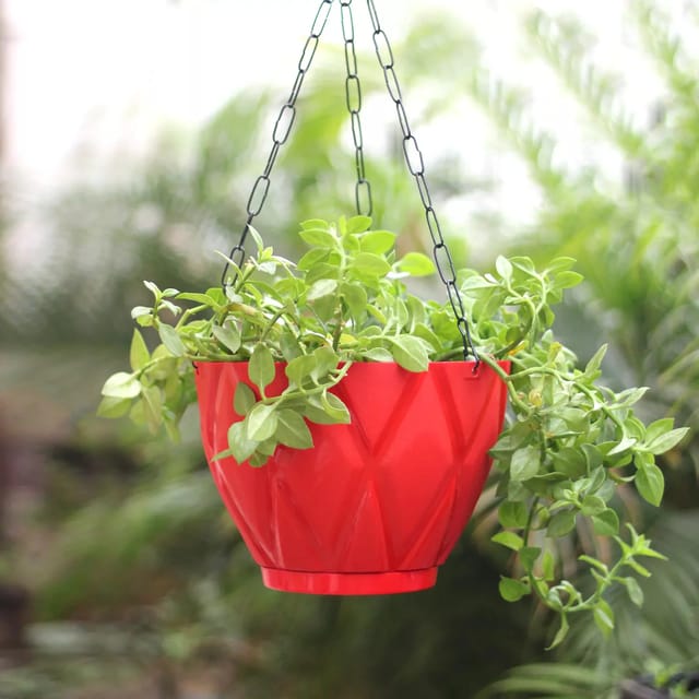 Solitaire Plastic Hanging Planter with Hook Chain - 8 Inch