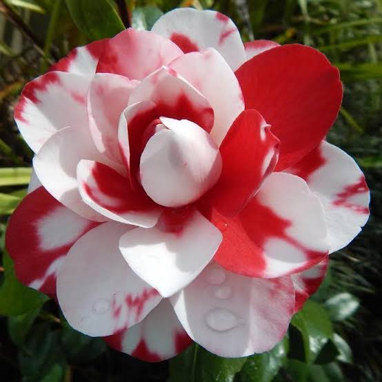 Camellia Flower Plant