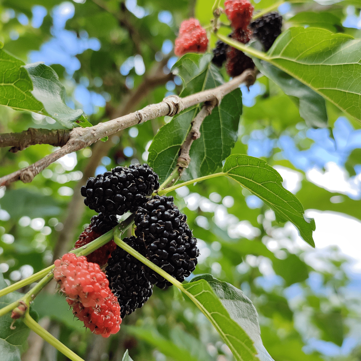 Agro Live Pakistan Long Mulberry Fruit Plant (grafting plant)