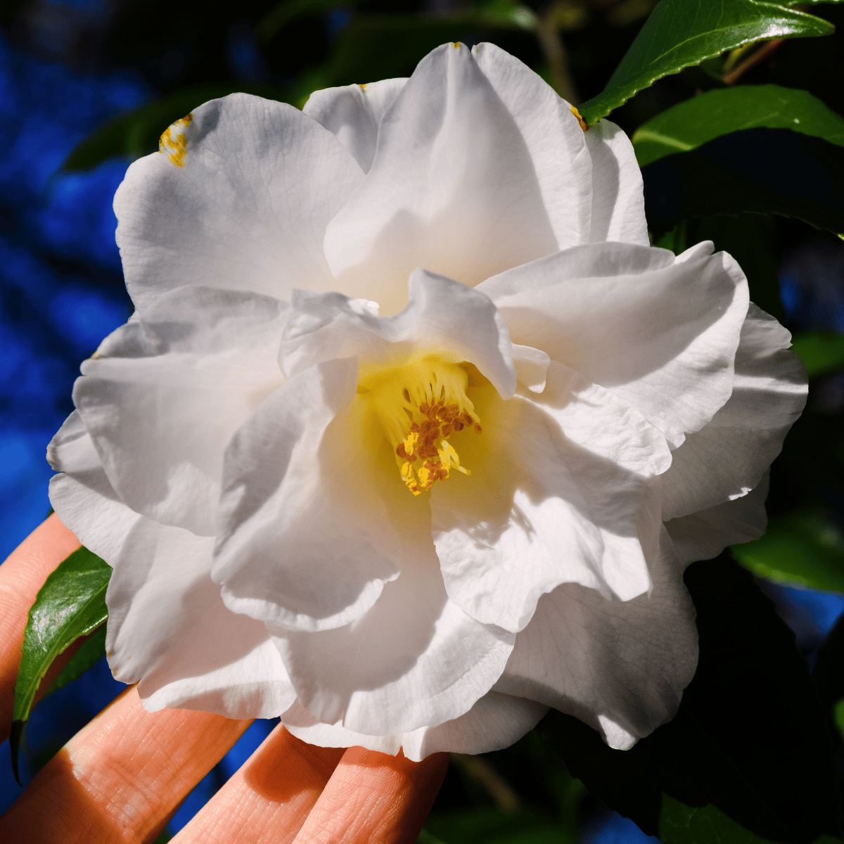 White Camellia Flower Plant