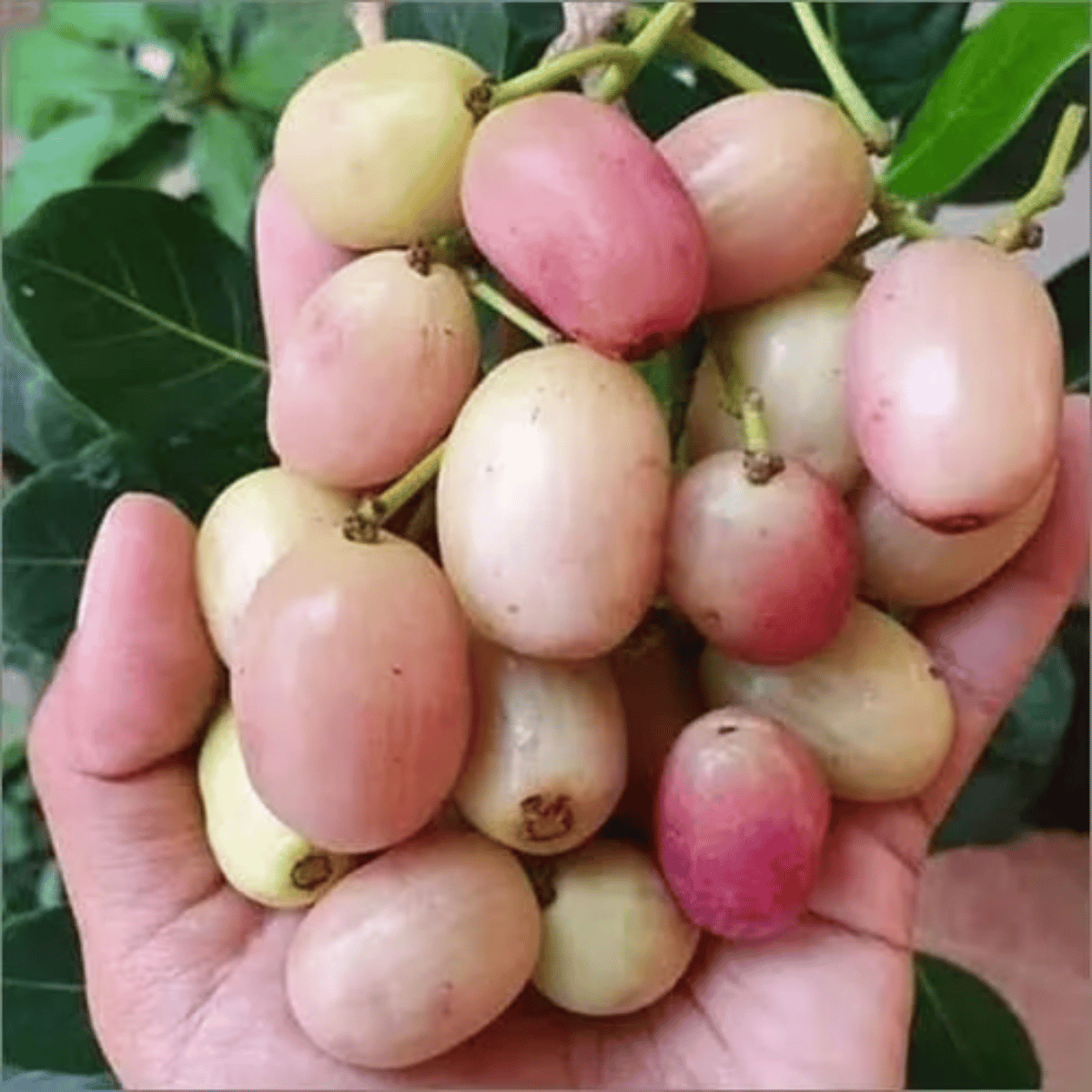 White(Rare) Jamun Fruit Live Plant & Tree(Grafted)