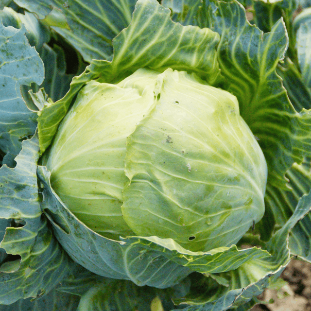 Organic Cabbage Seeds (Pack Of -100 Seeds)