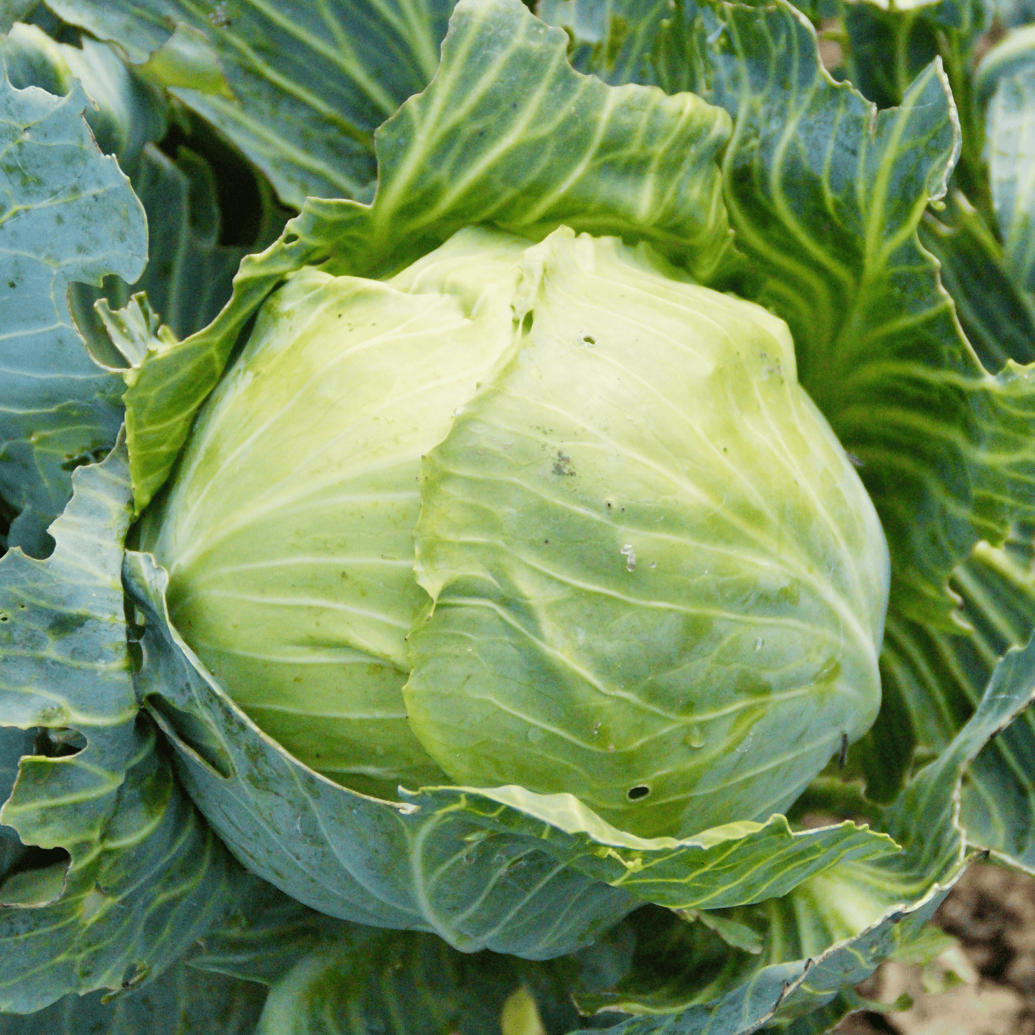 Organic Cabbage Seeds (Pack Of -20 Seeds)