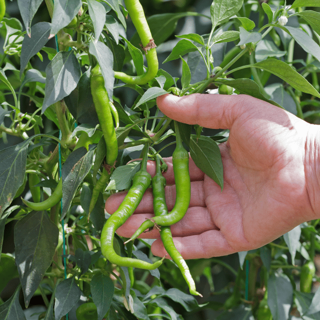 Organic Green Chilli Seeds (Pack Of - 30 Seeds)