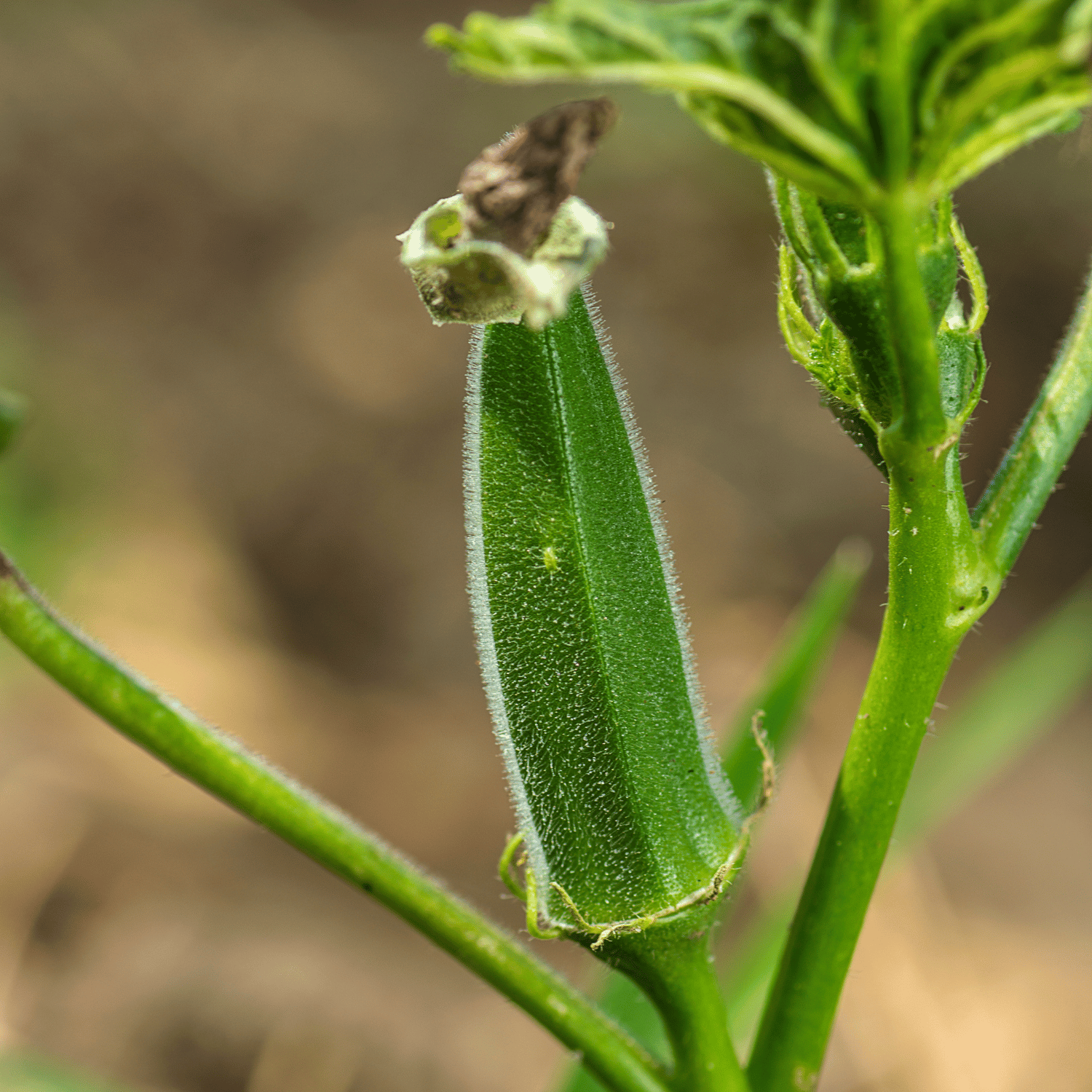 Organic Bhindi / Lady Finger Seeds (Pack Of - 10 Seeds)