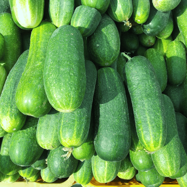 Organic Cucumber/Kheera Seeds (Pack Of - 20 Seeds)