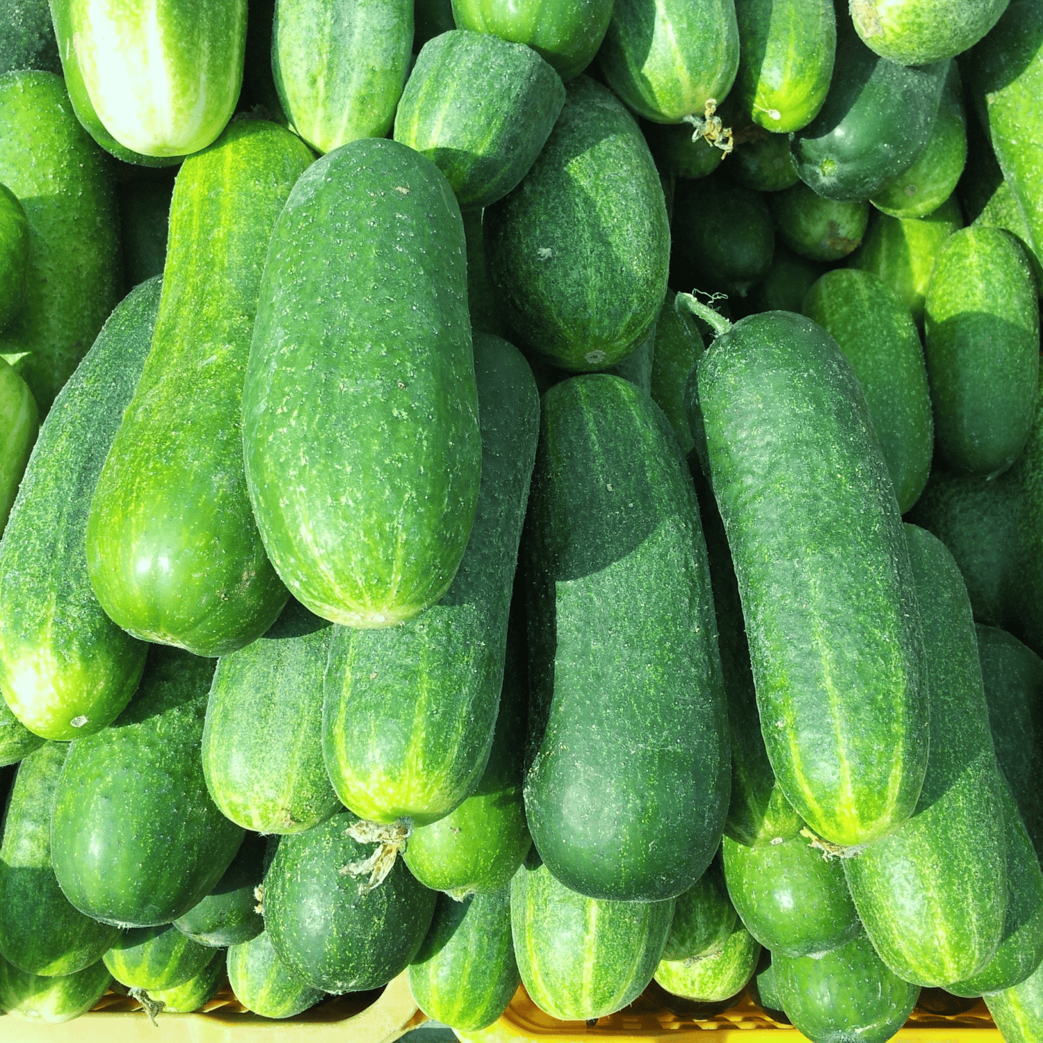 Organic Cucumber/Kheera Seeds (Pack Of - 50 Seeds)