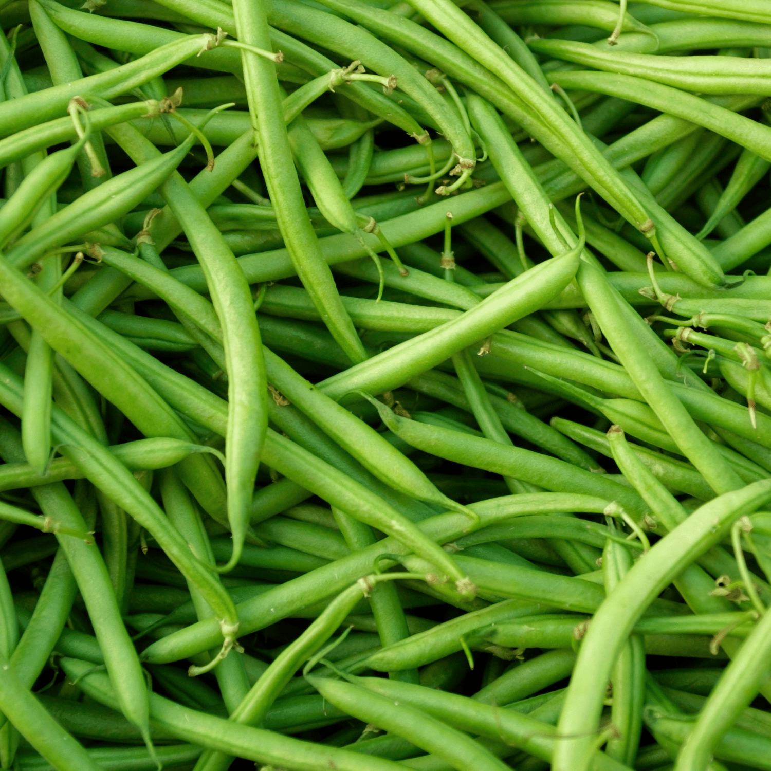 Organic French Beans Seeds (Pack Of - 25 Seeds)