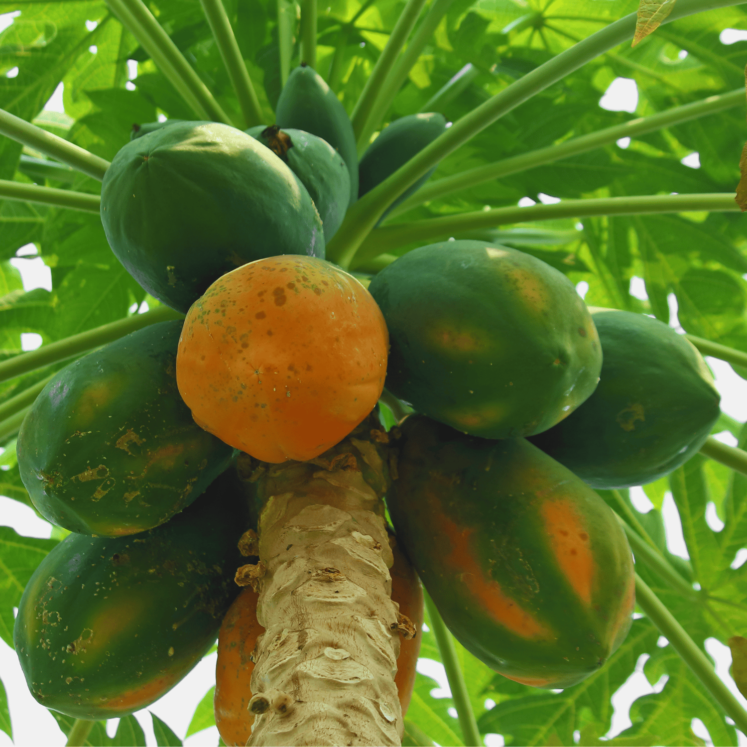 Organic Papaya Seeds (Pack Of -100Seeds)